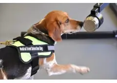 Best Training For Scent Detections in Chadderton