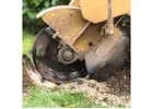 Best Service For Stump Grinding in Amersham