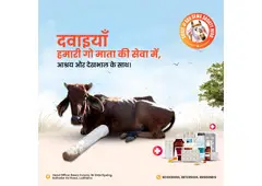 Gau Seva is Maha Seva – Donate for Gaushala