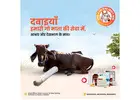 Gau Seva is Maha Seva – Donate for Gaushala
