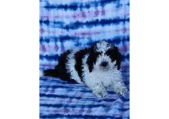 Beautiful toy poodle puppy