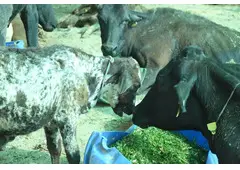 Support Cow Welfare – Make a Gaushala Donation Online Today