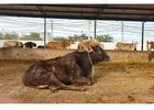 Support and Save Sacred Cows: Donate for Gaushala Today