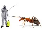 Best Service For Ants Extermination in Headford