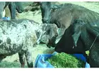 Support Cow Welfare with Gaushala Online Donation