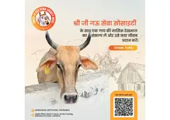 Cow donation is a divine act. Join Gauseva Society in protecting and nurturing cows while supporting