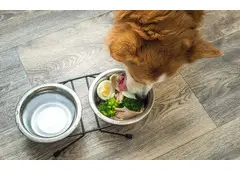 Pet food Suppliers in UAE