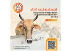 Cow Donation for Gau Seva – Support, Save & Serve Desi Cows