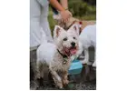 Best Dog Daycare in Geylang