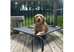 Best Dog Boarding in Poplar Hill