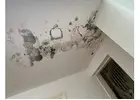 Best Service For Mould Cleaning in Beaconsfield