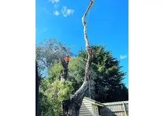 Best Service For Tree Lopping in Rosebud