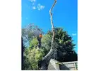 Best Service For Tree Lopping in Rosebud