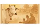 Support Gaushala in Ludhiana: Donate for Cow Care & Welfare