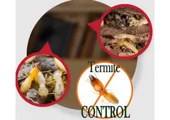 Termite Inspections | Bug Free Pest Control
