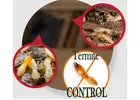 Termite Inspections | Bug Free Pest Control