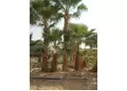 Transform Your Landscape with the Best Washingtonia Tree Supplier in Riyadh!