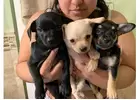 Exclusive Teacup Chihuahuas for Sale: Small Size, Big Love							
