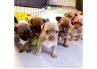 Discover Chihuahua Puppies Near Me for Sale							