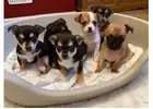 Adorable Chihuahua for Sale Near Me: Visit Us Today							